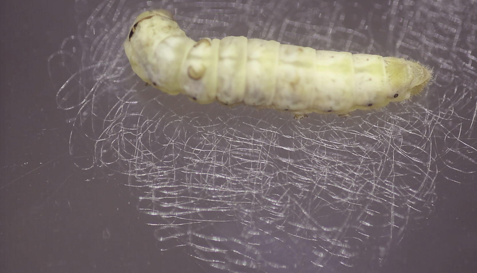 SILK-BioCraft Image 23